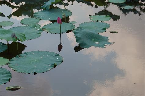  Lotus Pond Reflection - En Skildring av Stillhet och Andlig Kontemplation!